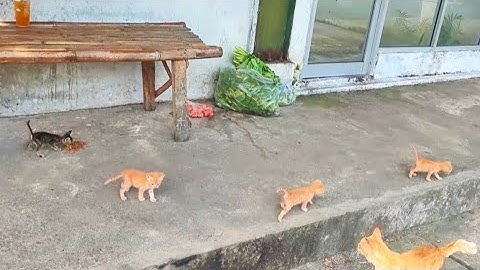 Astaghfirullah, 4 Anak Kucing Di Buang Bingung Berjalan Mondar-mandir Mencari Induknya!!!