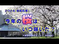 桜の開花2024千葉県環境研究センター市原地区「今年の桜はいつ咲いた？」～600℃の法則～