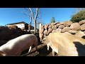 Cerdos en realidad virtual | Episodio #4