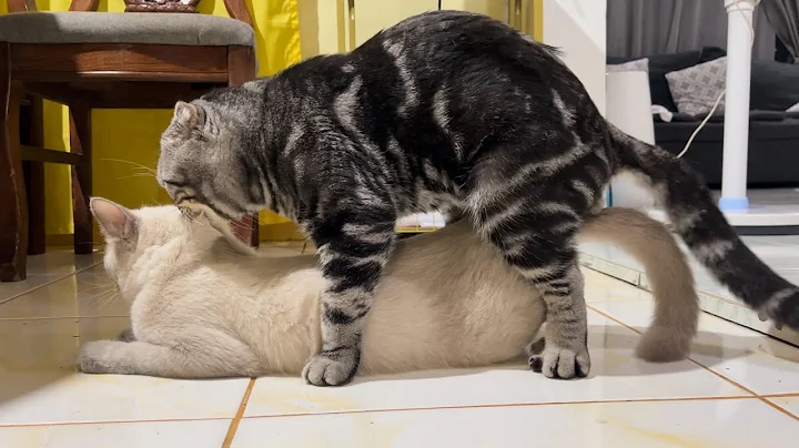 Watch the video about Scottish Fold Cat mating with a Persian-Siamese Mix Cat (Part 2)