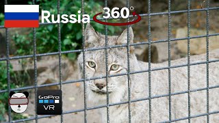  360° Siberian Lynx | Ulan-Ude, Russia ??【GoPro VR Travel | 360 Video】