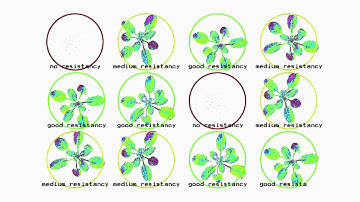 Laboratory Phenotyping by LemnaTec