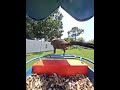#boattailedgrackle #backyardwildlife #birdfeedercamera #soundsofnature #birdwatching #birdparadise