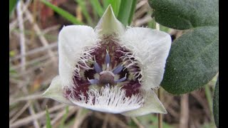 Wildflowers of the Far East: An Introduction of the Flora of the Washington-Idaho Border