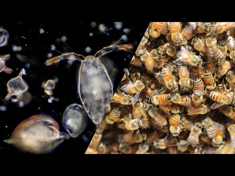 The small world: comparing bees and plankton  |  Il mondo piccolo: api e plancton a confronto