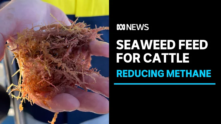 Seaweed farm aims to reduce livestock methane emissions | ABC News