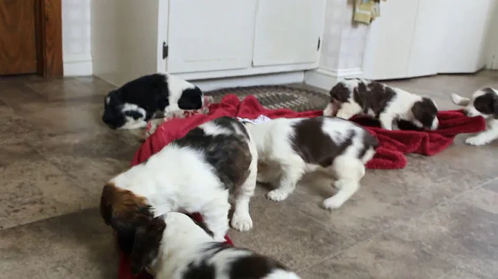 English Springer Spaniel puppies for sale Elizabet...