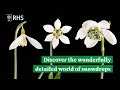 Discover the detailed and diverse world of snowdrops  the rhs