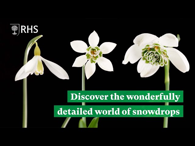 Discover the detailed and diverse world of snowdrops | The RHS class=