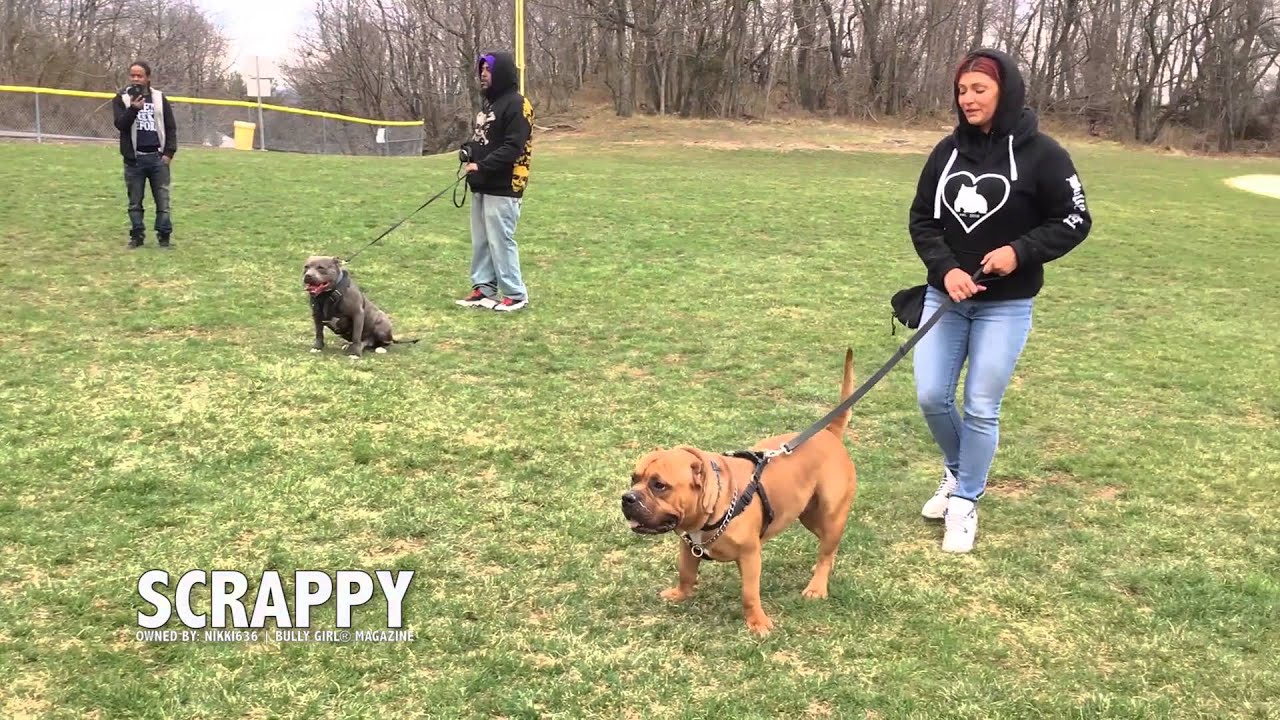 nikki636-works-on-k9-protection-training-with-her-dog-scrappy-youtube