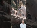 #dog #dogs  #movie #clips #shorts #editor #wolf @funnymovie193 @syedshahismail