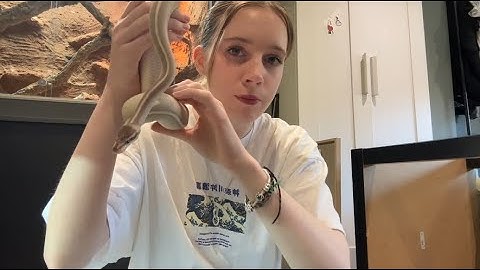 Ball Python Care for Beginners | Quick & Easy Guide