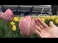 Yokohama Park TULIPS! 横浜公園チューリップ祭り2018