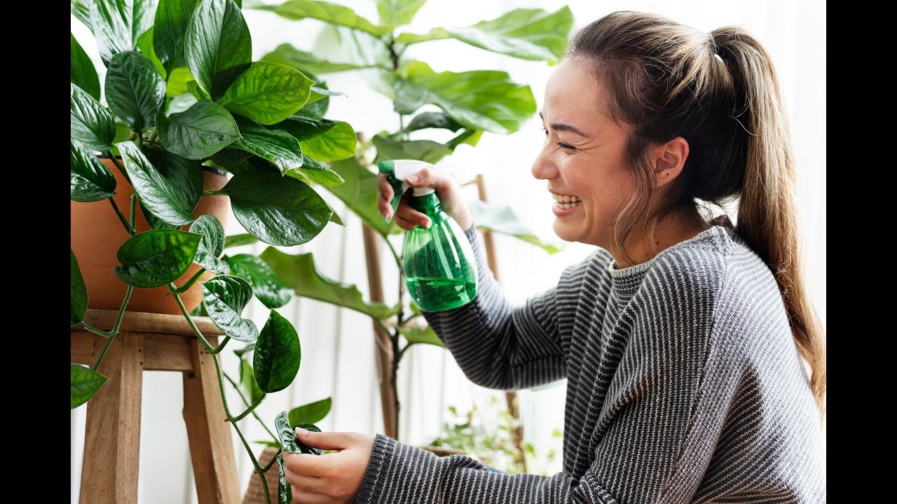 L'importance de la vaporisation des plantes d'intérieur