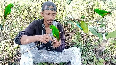 mikat burung serindit hanya di ketinggian 170cm‼️ poin dada merah