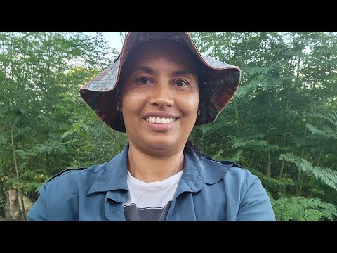 MORINGA: A ECONOMIA QUE VOCÊ PRECISA! Para alimentar seus animais sem gastar muito.