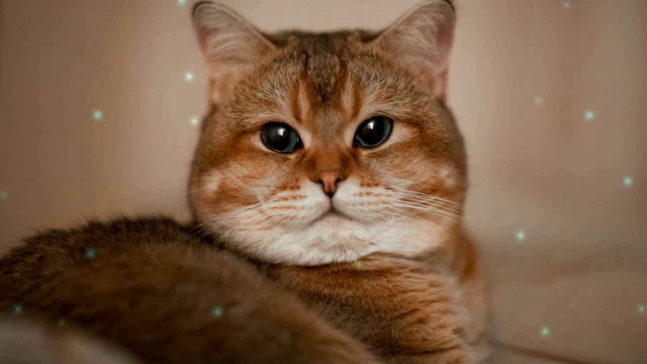 🌸 Cherry Orchard | Delicate Piano & Blossom Cats | Spring Beauty for Gentle Moments |