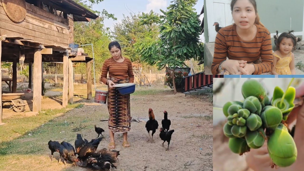 เกือไก่แล้วพาเด็กน้อยเก็บดอกกระโดนยามแลง