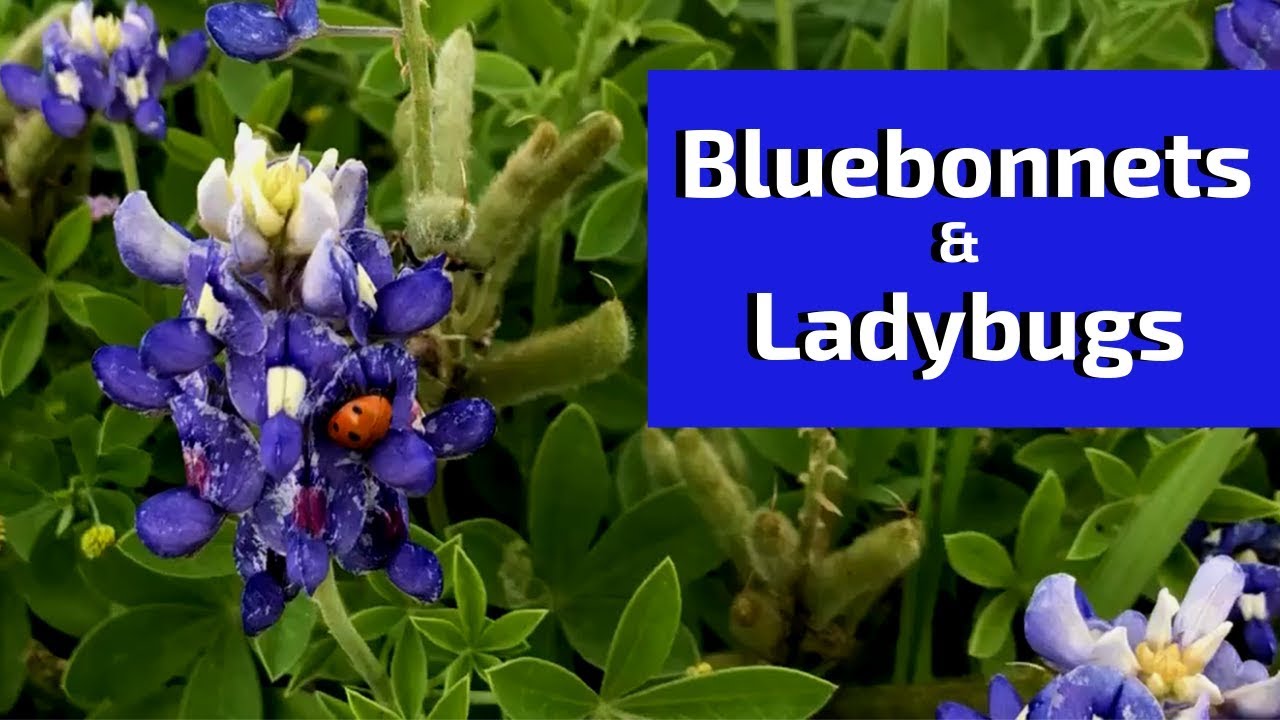 Bluebonnets and Ladybugs in Spring - YouTube