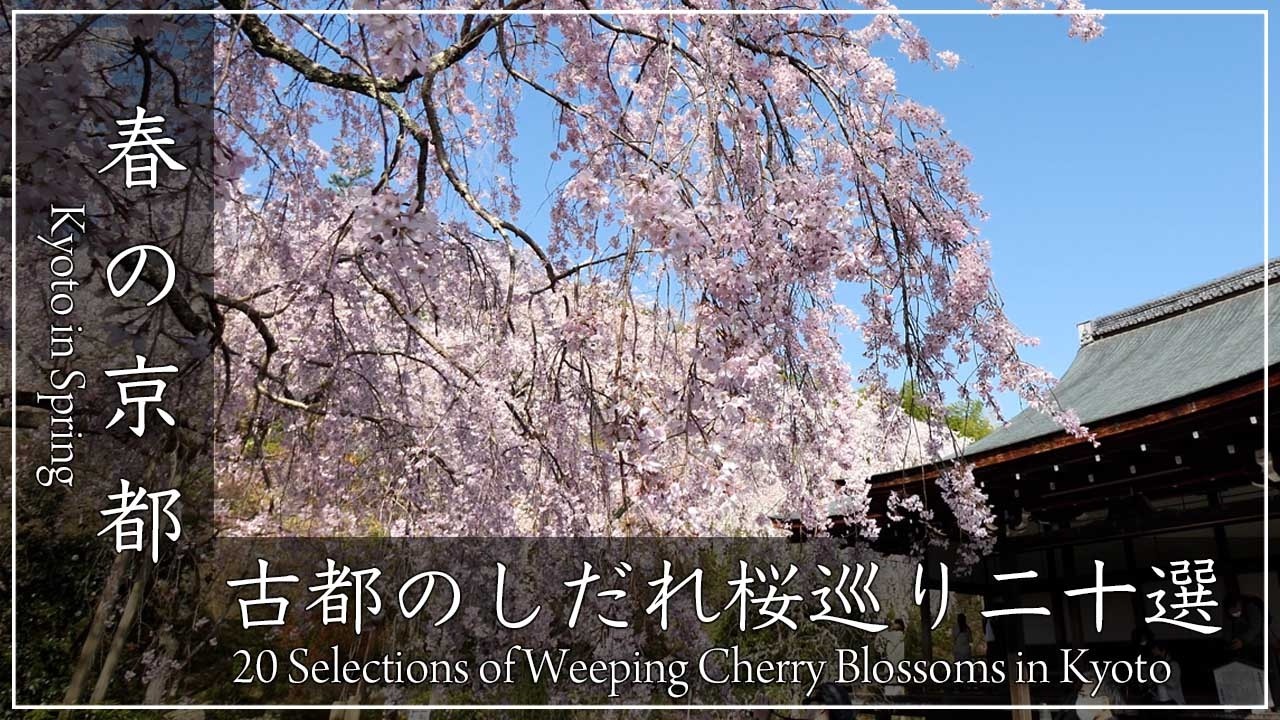 陽春の京都・桜 〜 古都のしだれ桜の絶景。醍醐寺、京都府庁旧庁舎、上賀茂神社、京都御苑、天龍寺、六角堂、千本釈迦堂、本満寺、平安神宮ほか２０のしだれ桜を巡ります[No.658]