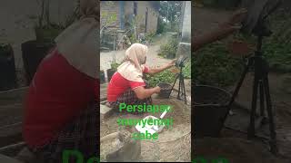 Cara menyemai cabe short pertanian