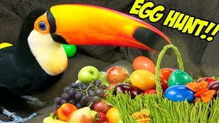 My Toucan Hunts for Fruit Filled Easter Eggs!!