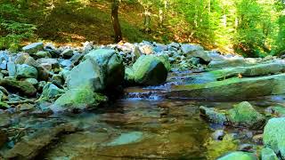 The Sound Of A Forest Stream Helps You Fall Asleep Immediately, Listen Even When You Work