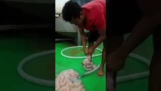 Cara cepat membersihkan usus sapi part 1