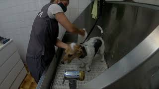 TRIMMING Grooming Jack Russell  Mix by Dlakca pet grooming 617 views 1 year ago 3 minutes, 27 seconds