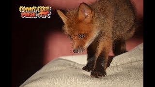Cute Baby Fox Calling