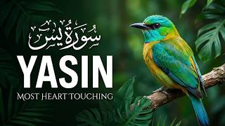 Surah Yaseen Full | Heart Touching Recitation with Beautiful Nature & Exotic Birds Visuals