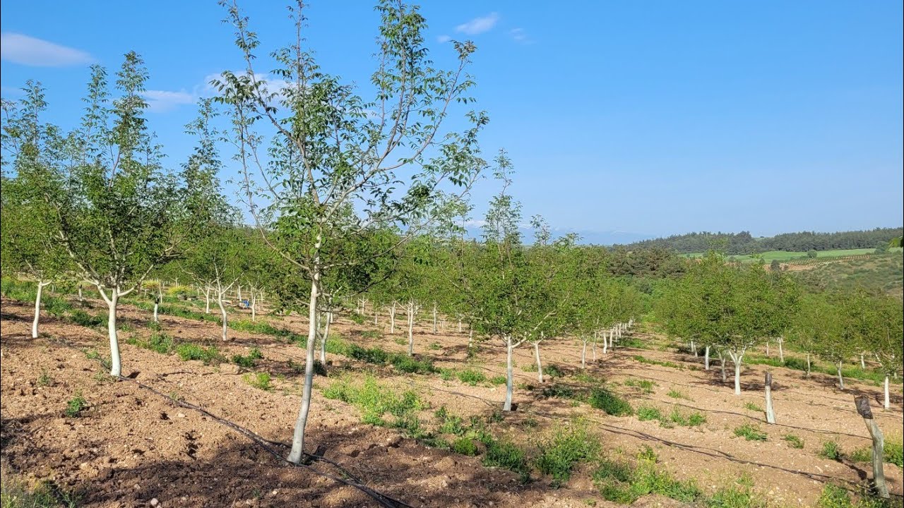 312- 260 Dekarlık Chandler Ceviz Bahçesinde Suni Tozlama Yapıyoruz