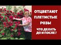 СРОЧНО! Отцветают плетистые  розы! Что делать до и после? Об обрезке плетистых роз после цветения