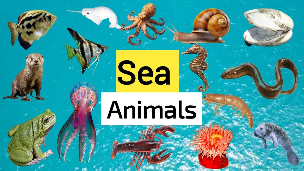 Water Animals Name And Picture English Hindi And Urdu water animals