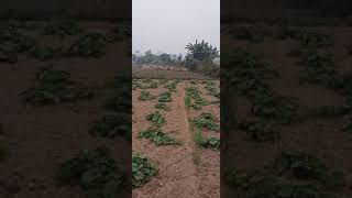 Surya Sita krishi farm pvt ltd