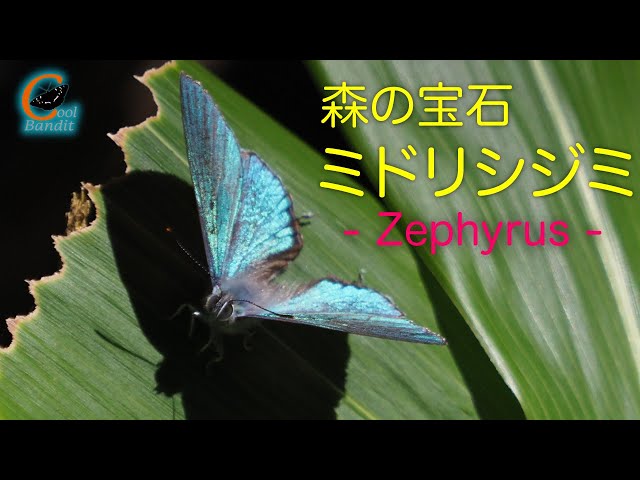 Insect Photography/Forest Jewels/Green Hairstreak - Zephyrus