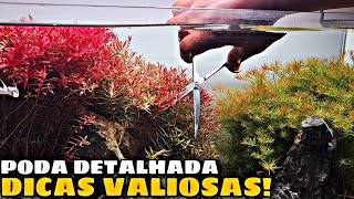 DICAS DE PODA PROFISSIONAL NUM AQUÁRIO PLANTADO DE ALTA DEMANDA