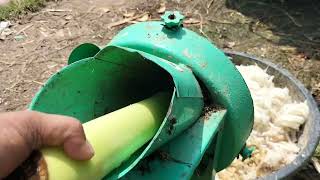 Fermenting of Banana and Ipil-Ipil