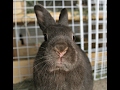 Rabbit Nail Clipping: Grumpy Bunny Style