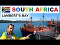 A south african adventure  tourist guide to lamberts bay  lambertsbaai west coast