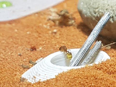 Ants Till Dawn