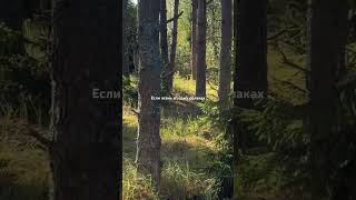 Чудское озеро #природныепейзажи #природа #travel #чудскоеозеро