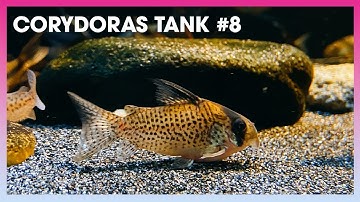 Tổng hợp các loại #Corydoras (Cá Chuột) #8