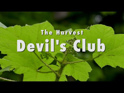 Video: Devil's Club Information: Lær om Devil's Clubs vækstbetingelser og mere