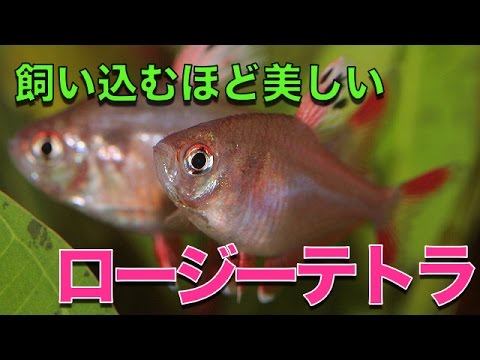 熱帯魚 カラシン ロージーテトラ Aqupedia Youtube