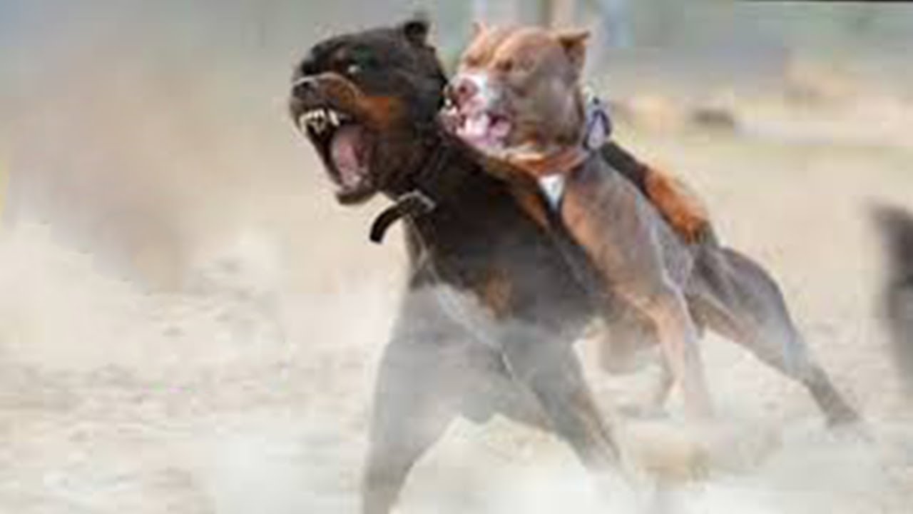 Pitbull vs rottweiler real fight