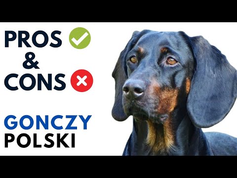 Gonczy Polski Pros and Cons | Polish Hunting Dog Advantages and Disadvantages