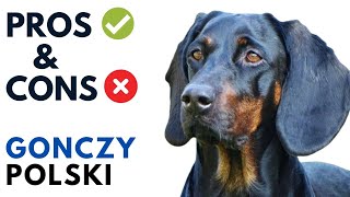 Gonczy Polski Pros And Cons Polish Hunting Dog Advantages And Disadvantages