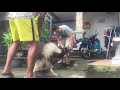 Stud service siberian husky #part1