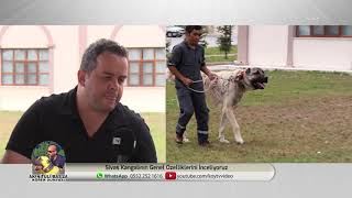 Köpek Dünyasi Sivas Kangallarının Genel Özellikleri